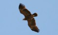 A catskilli sas